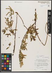 Foto von Salix triandra subsp. amygdalina (L.) Schübl. & G. Martens